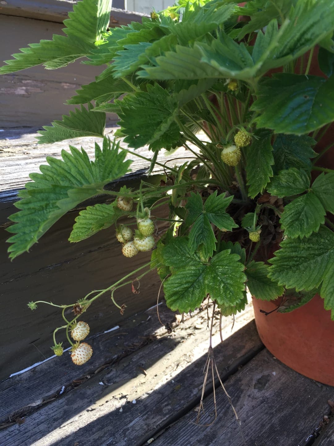 white strawberries producing fruits