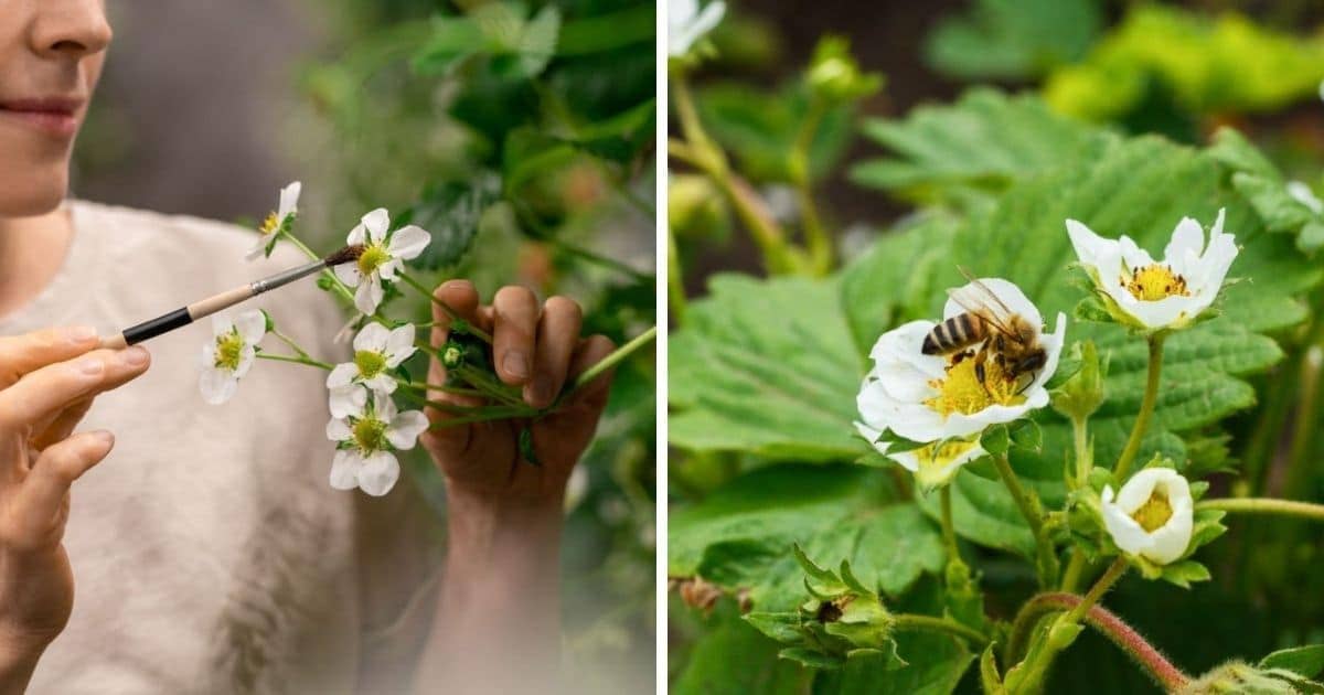 white strawberries pollination