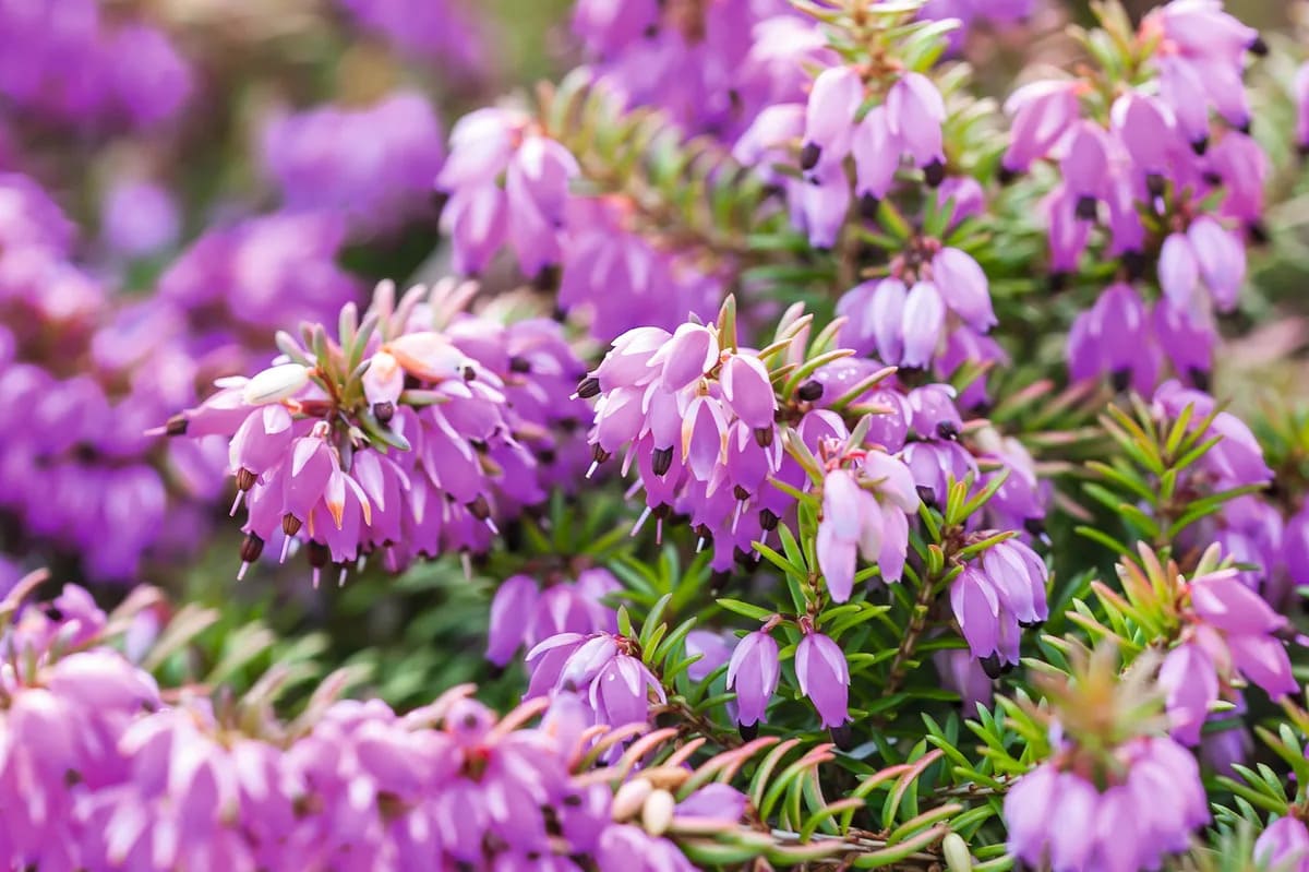 winter heathers
