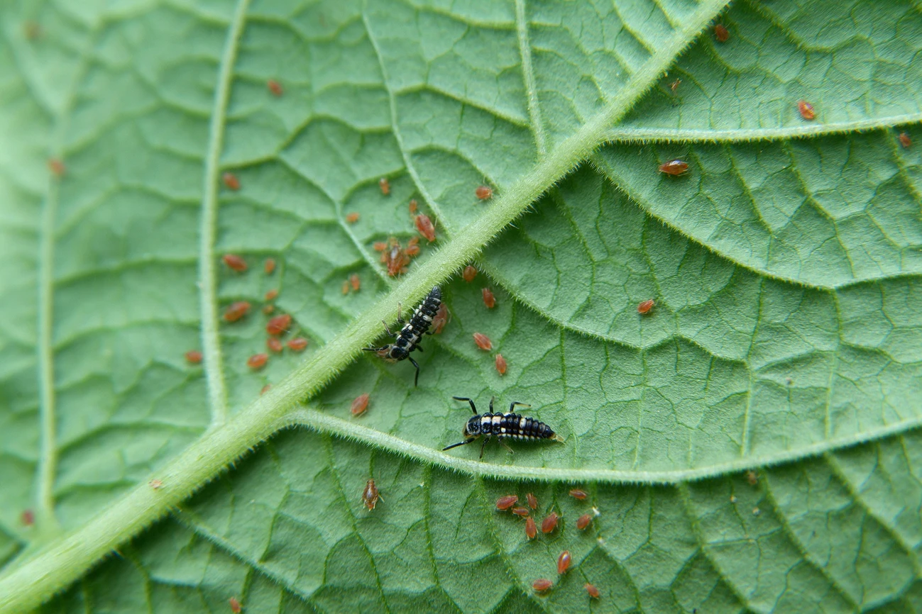 14-spot ladybird larvae eating aphids on a leaf