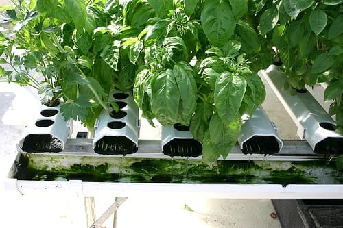 Algae growth in Hydroponics