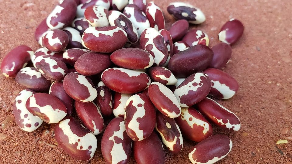 Anasazi beans