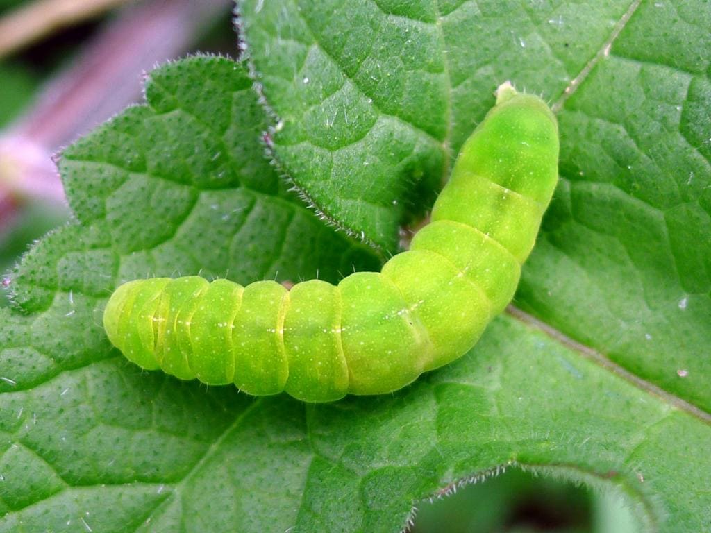 Angle Shades Moth Caterpillar