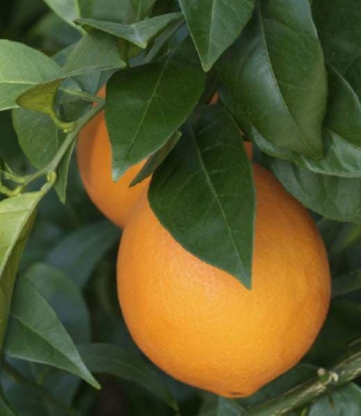 Atwood Navel oranges