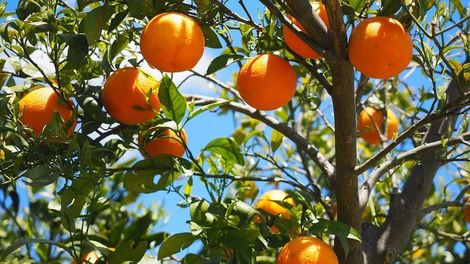 Belladonna oranges