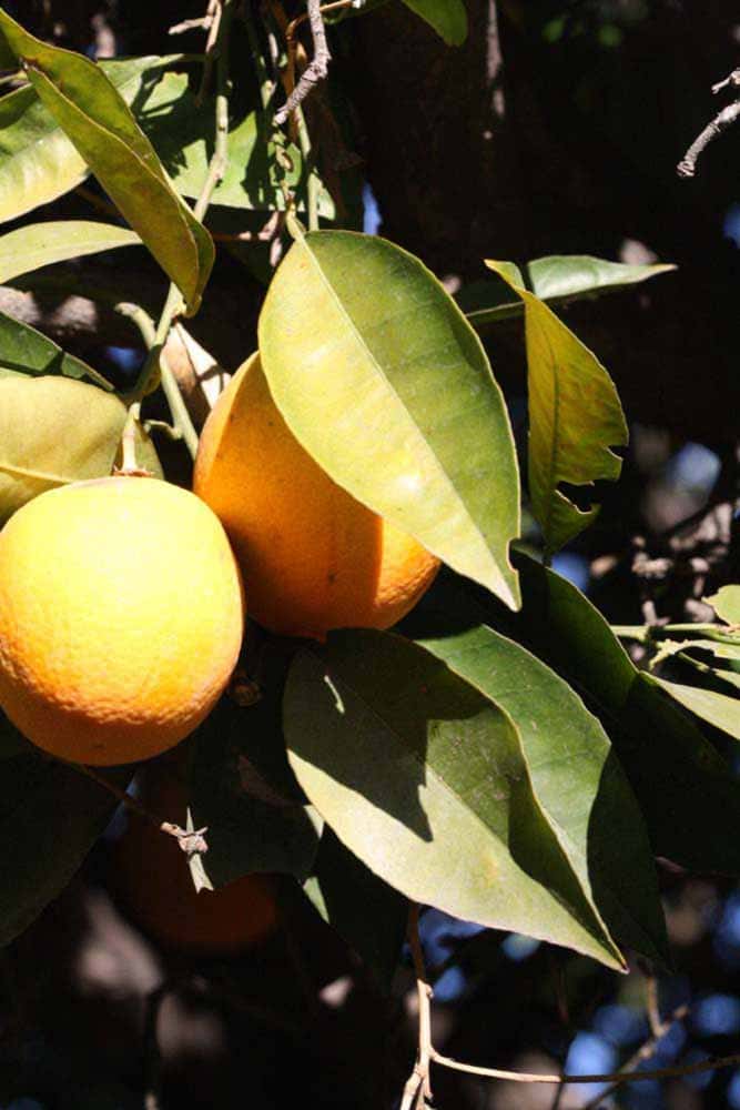 Berna oranges