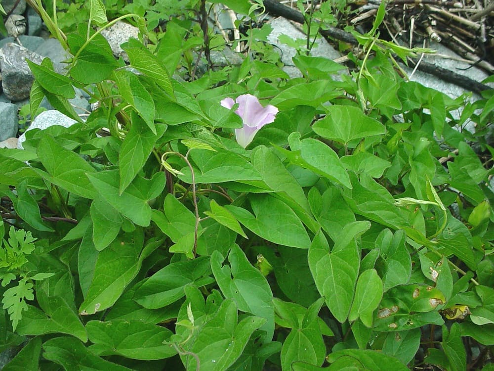 Bindweed (Calystegia sepium)