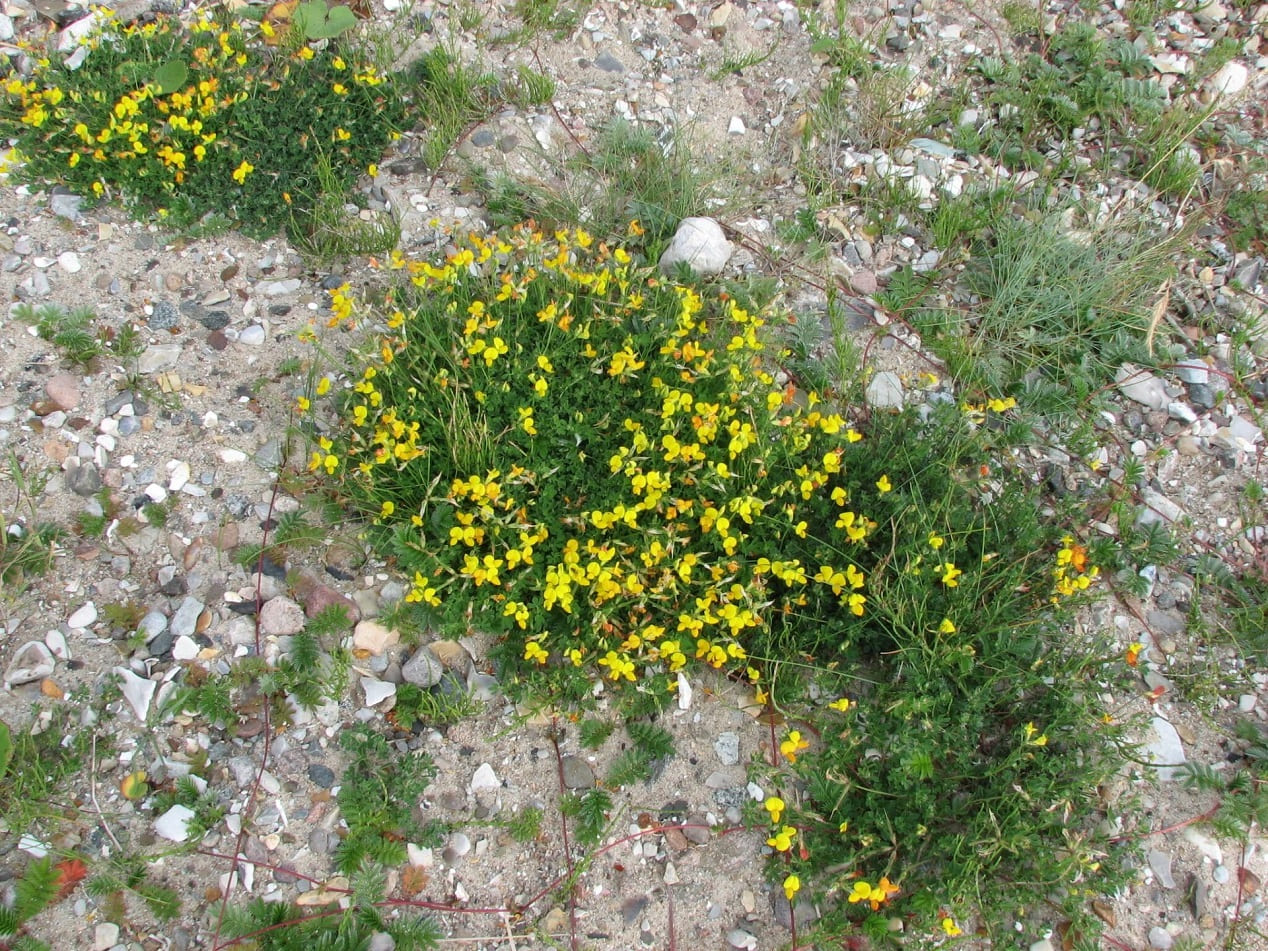 Bird's-foot Trefoil (Lotus corniculatus)
