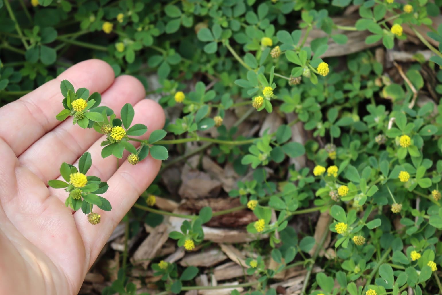Black Medic (Medicago lupulina)