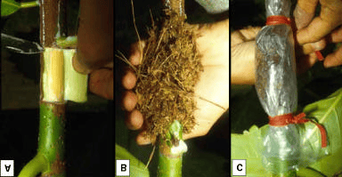 Breadfruit Air Layering