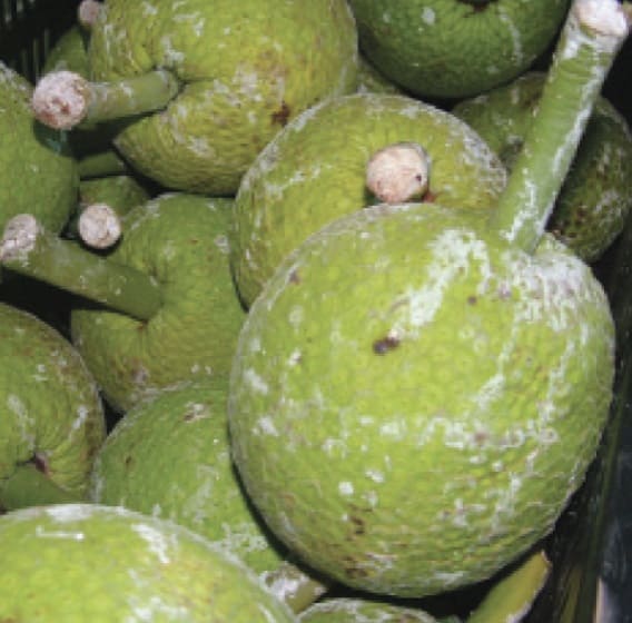 Breadfruit Latex Management