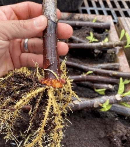 Breadfruit Root Cutting