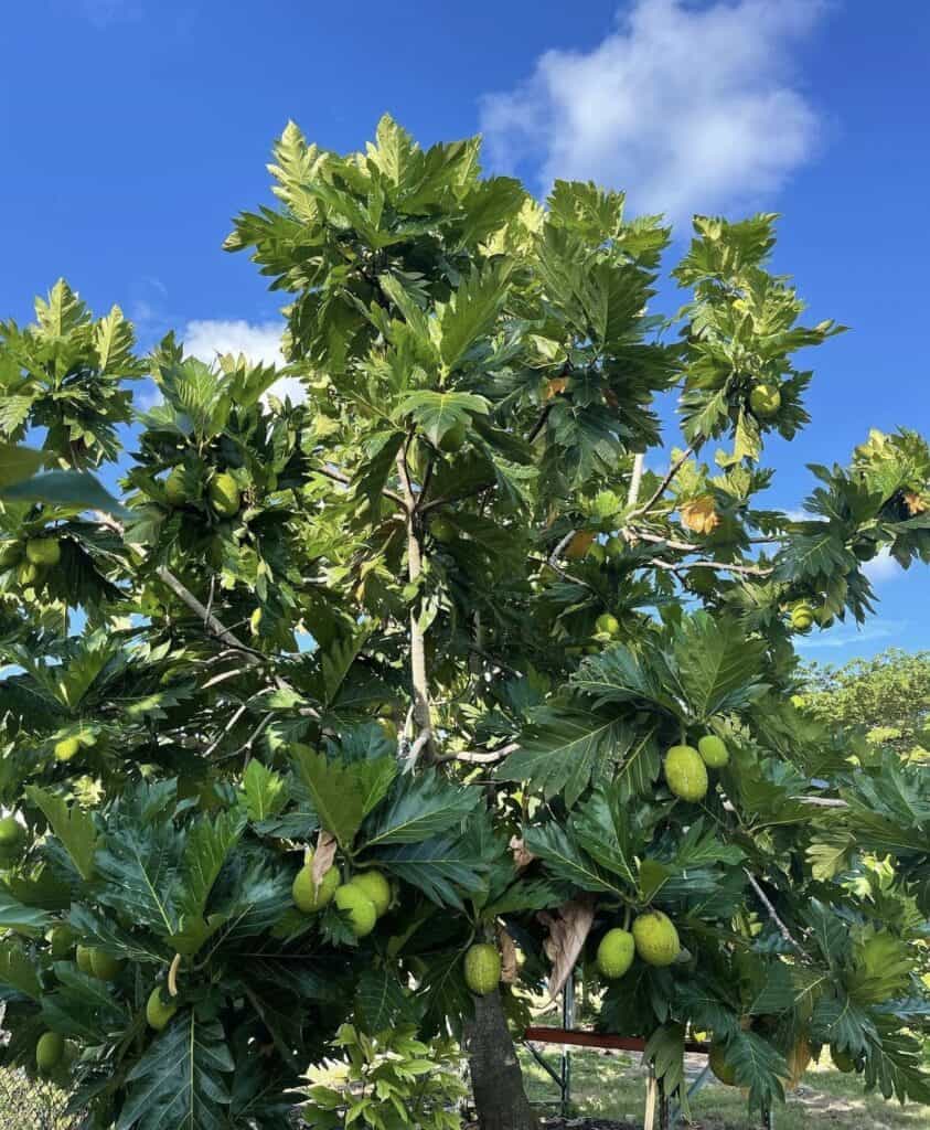 Breadfruit tree