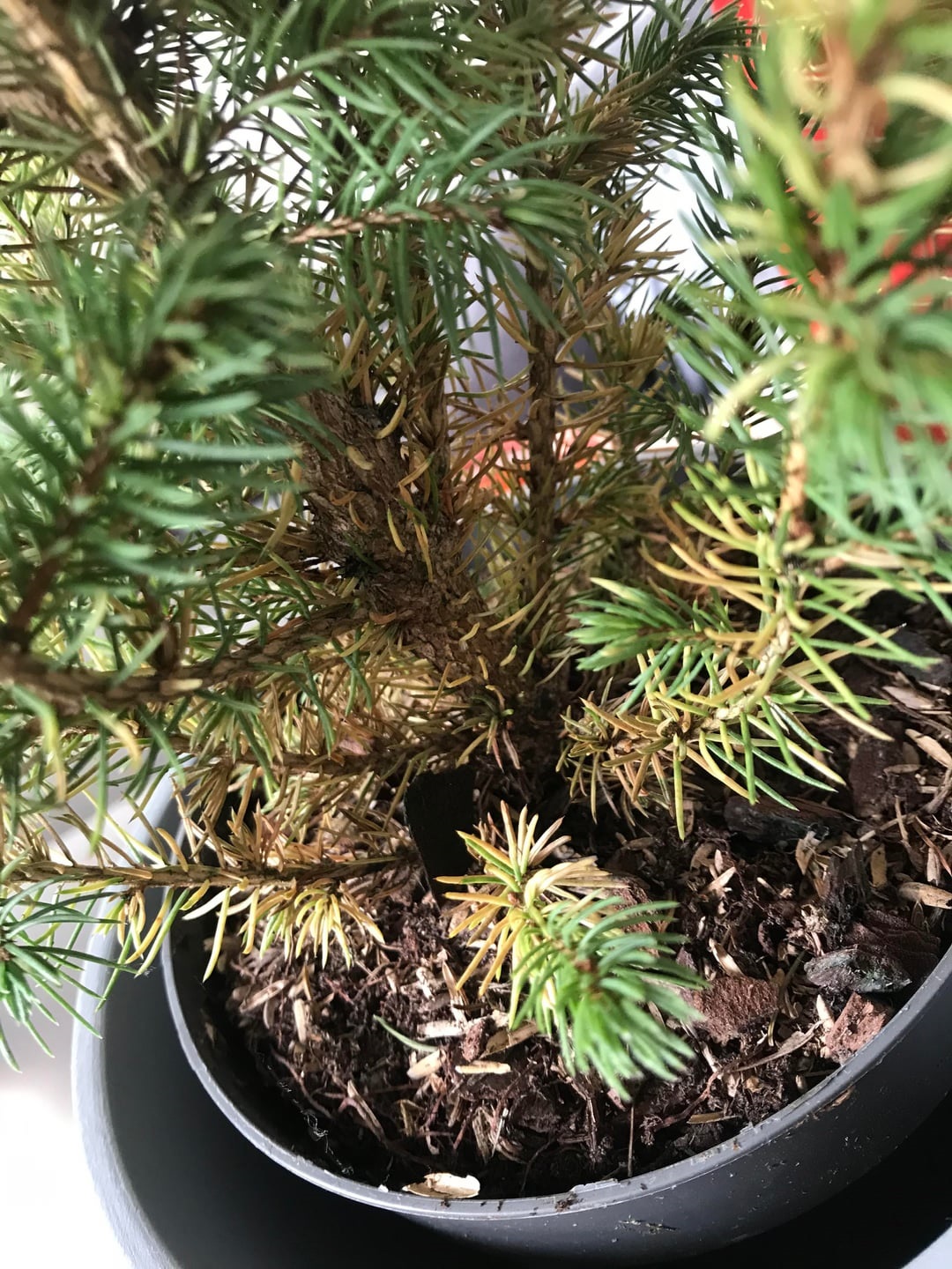 Brown or Yellow Patches on Christmas Tree