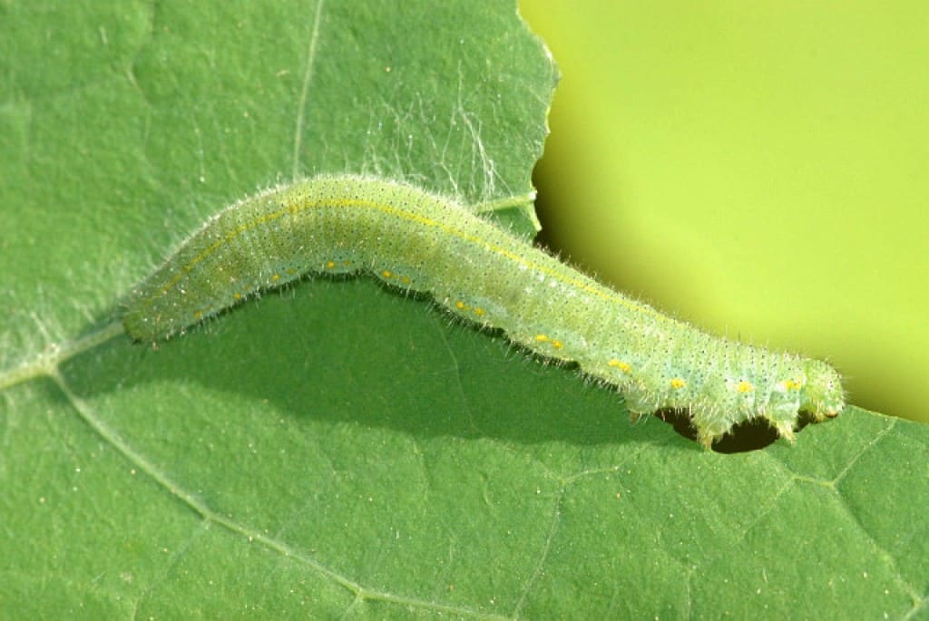 Cabbage White Caterpillar (Pieris rapae)