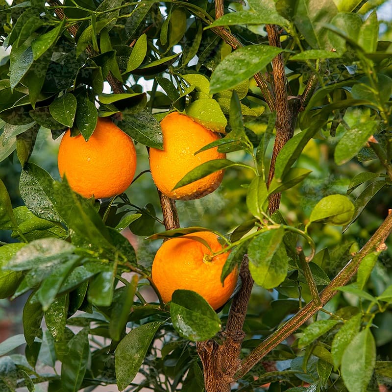 Cadenera oranges