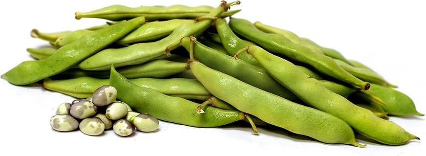 Calypso beans