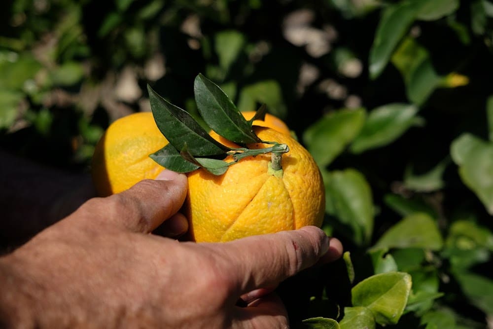 Castellana oranges