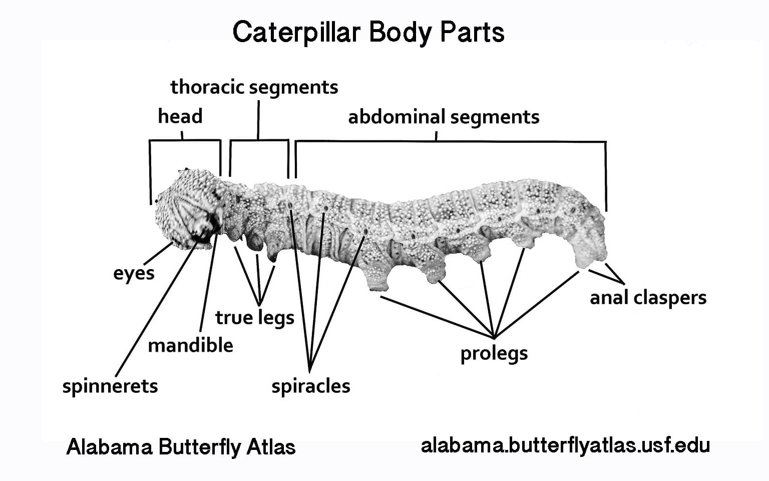 Caterpillar Anatomy