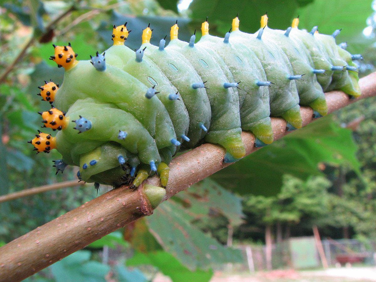 Cecropia Moth Caterpillar