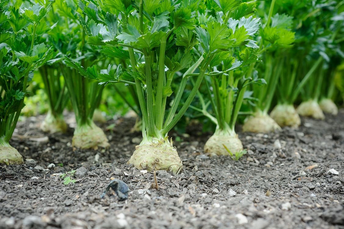 Celeriac