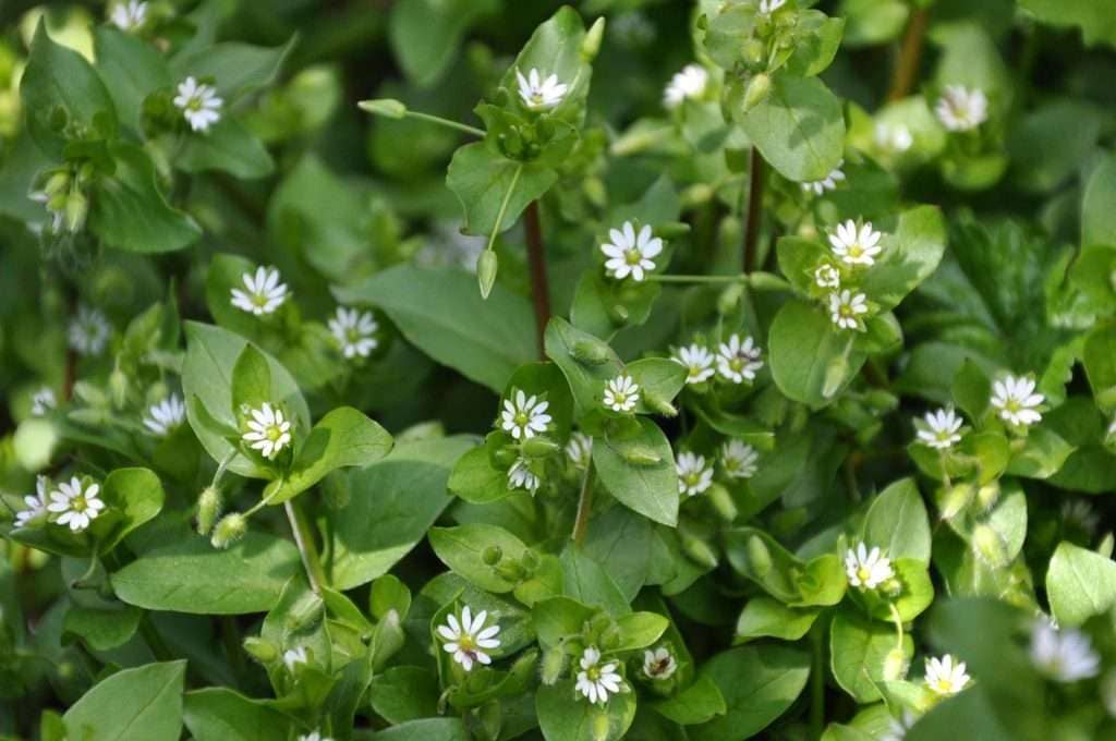 Chickweed (Stellaria media)