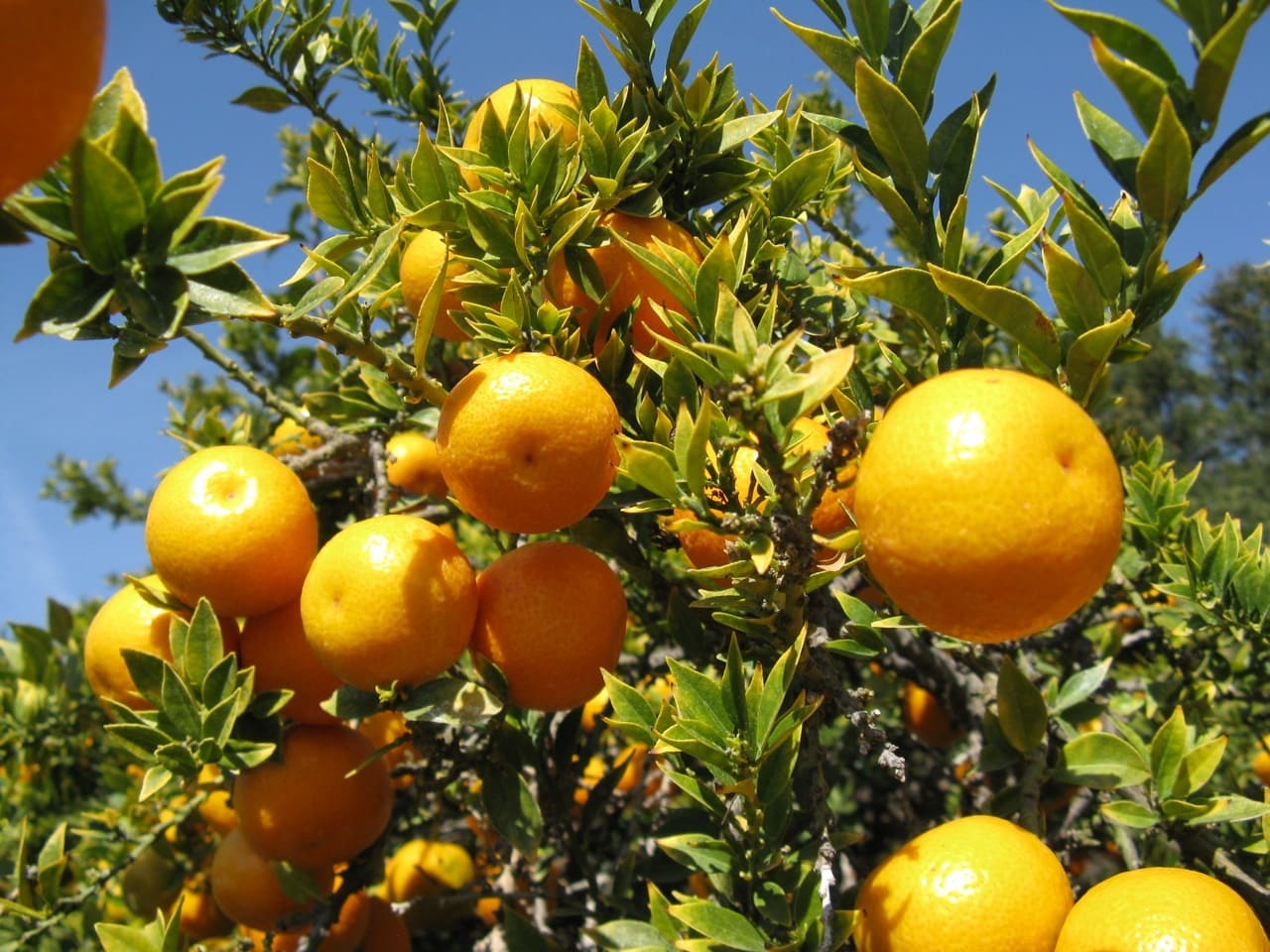 Chinotto oranges