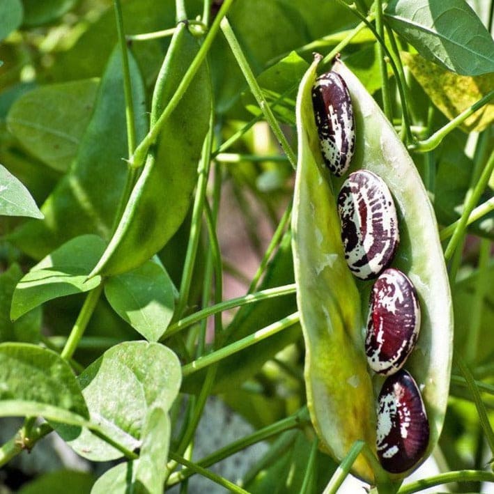 Christmas Lima beans