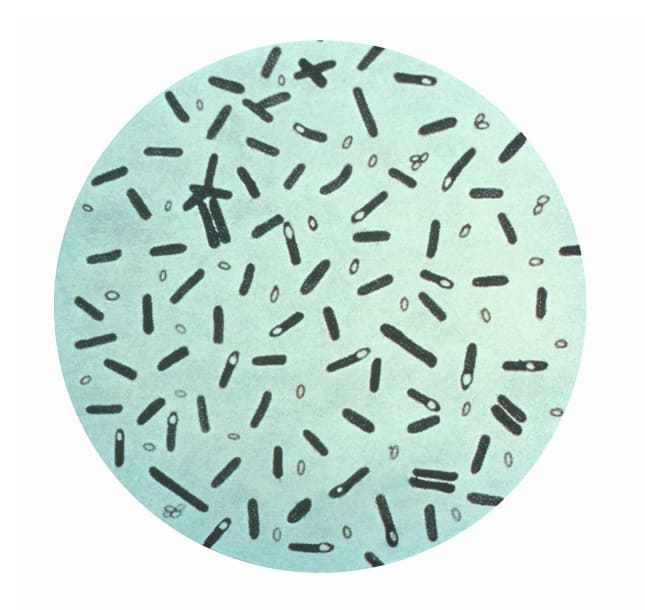 Clostridium botulinum bacteria