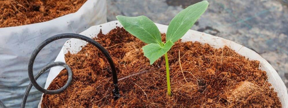Coconut coir