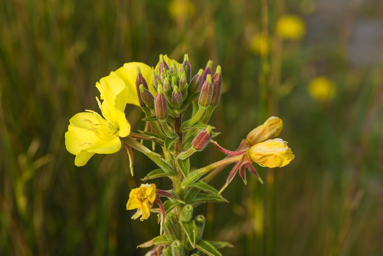 Common Evening Primrose (Oenothera biennis)