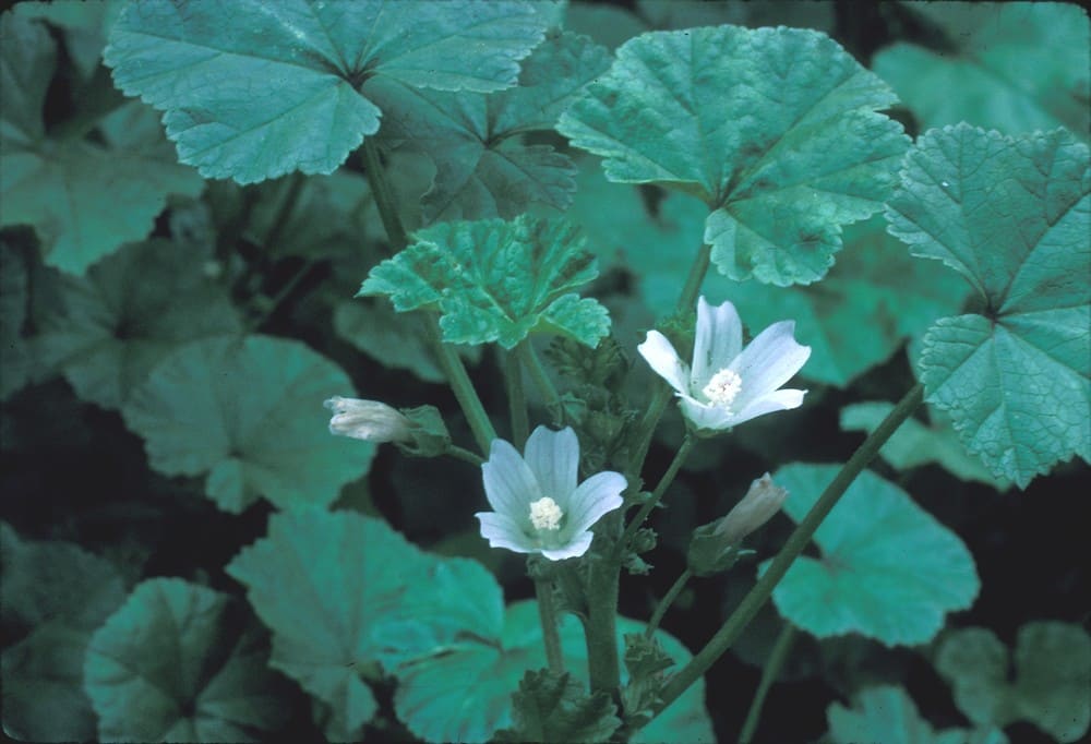 Common Mallow (Malva neglecta)