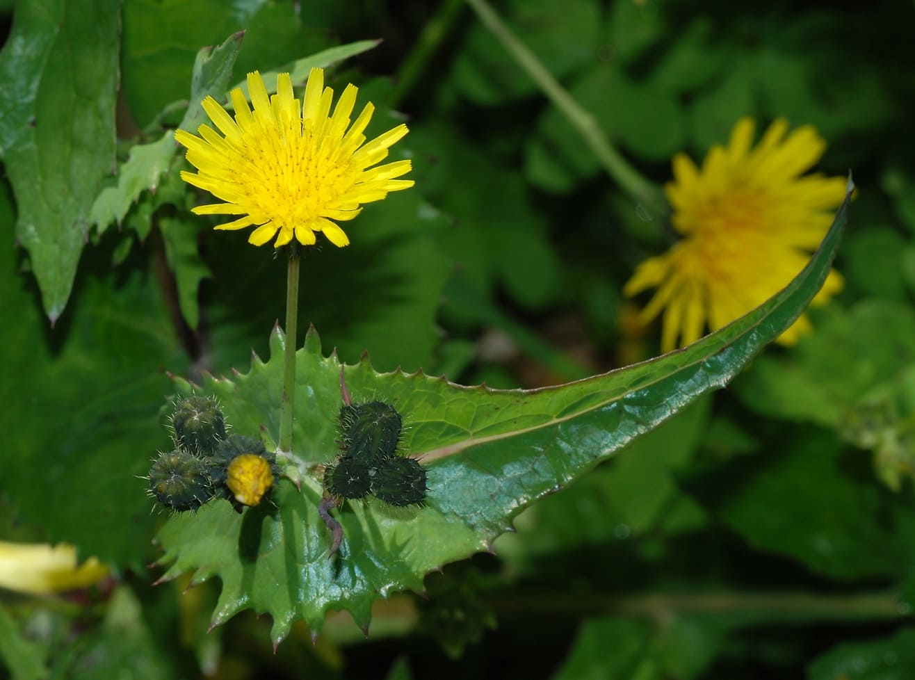 Common Sow Thistle (Sonchus oleraceus)