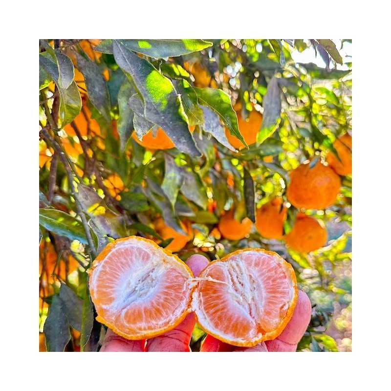 Comuna oranges