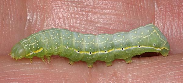 Copper Underwing Moth Caterpillar (Amphipyra pyramidea)