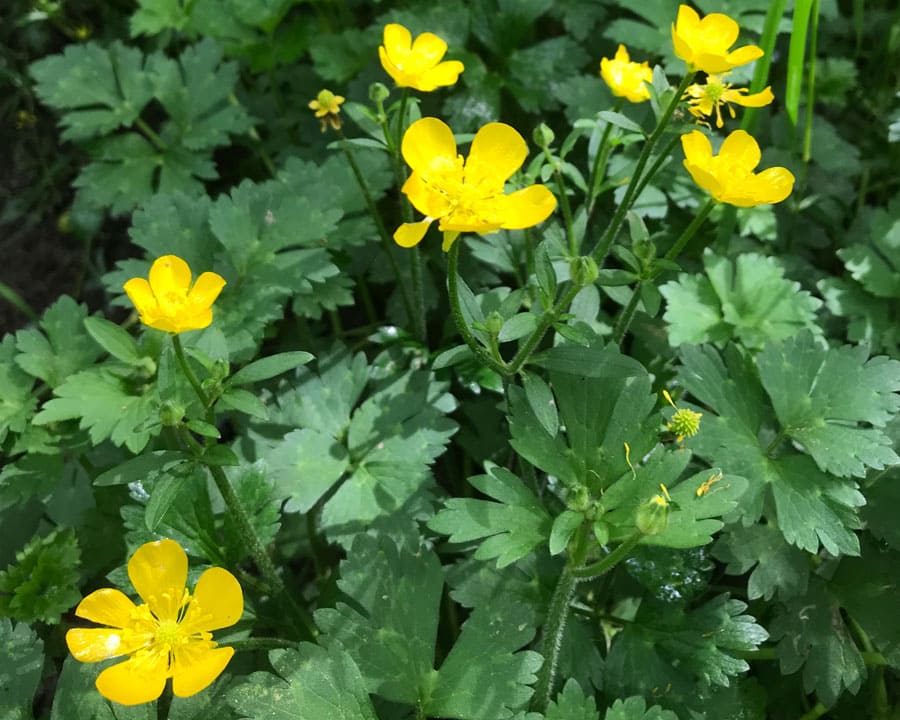 Creeping Buttercup (Ranunculus repens)
