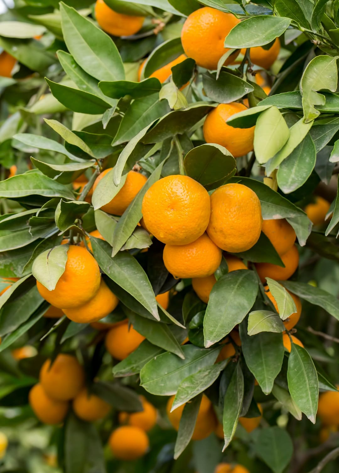 Dancy tangerines