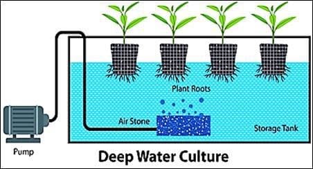 Deep Water Culture