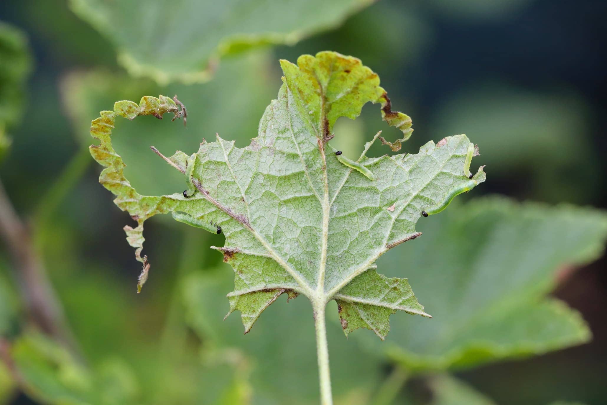 Defoliation in plants