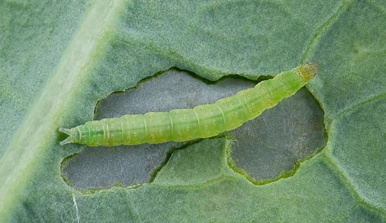 Diamondback Moth Caterpillar