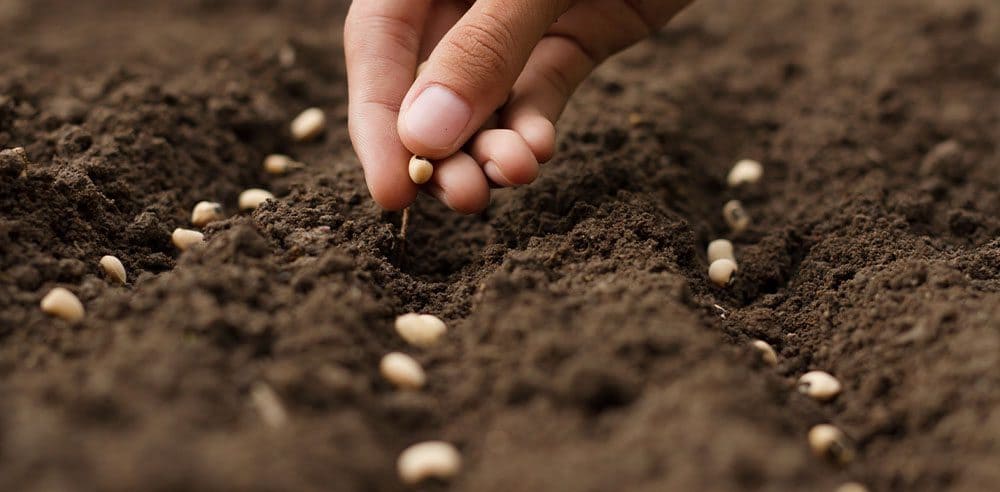 Direct Sowing