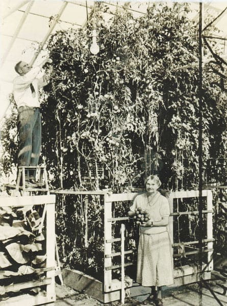 Dr. William Frederick Gericke at the University of California growing 25-foot-tall tomato plants