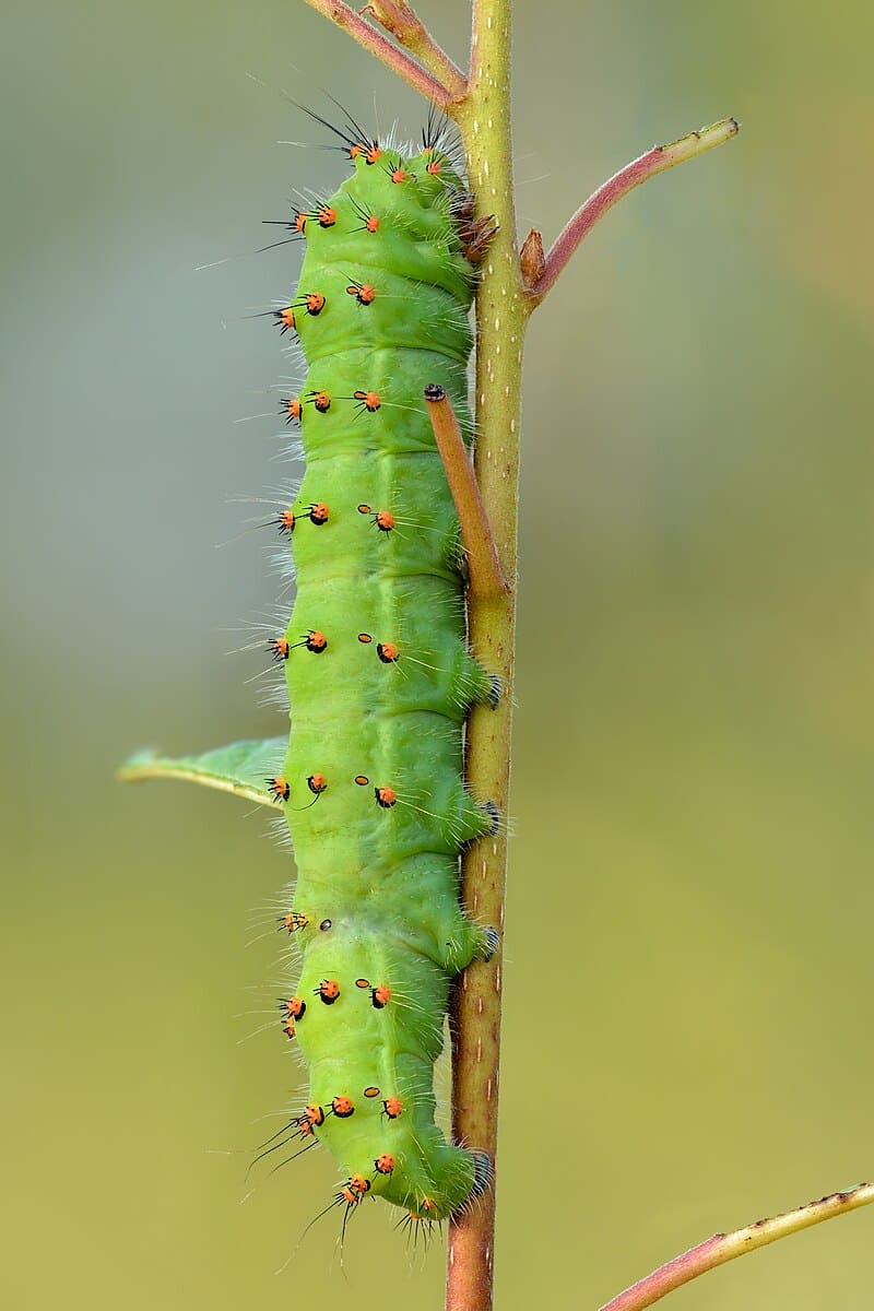 Emperor Moth Caterpillar