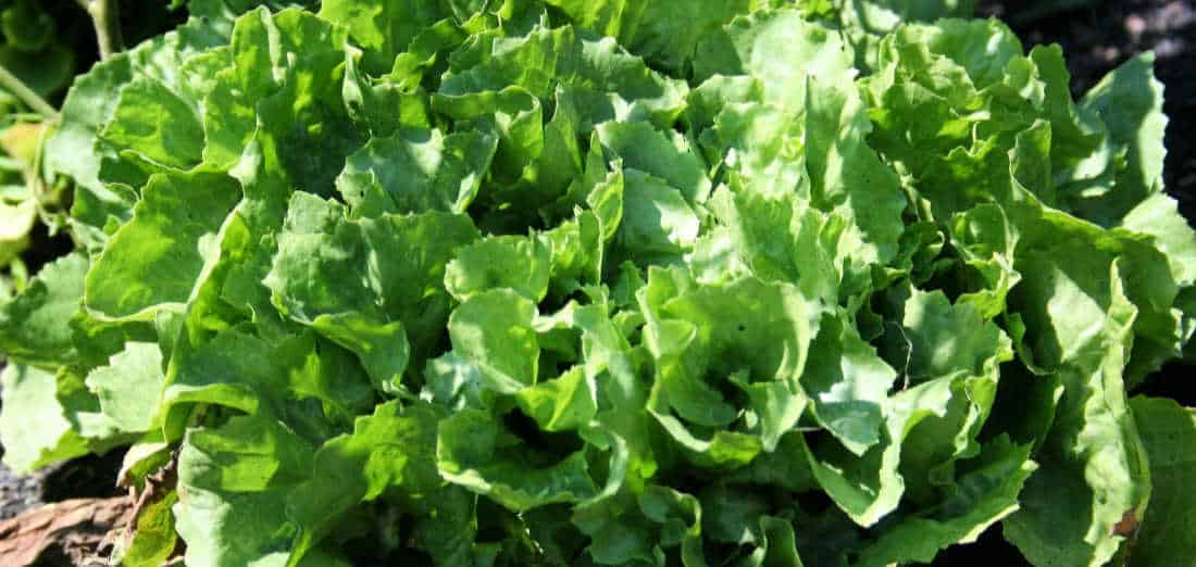 Escarole