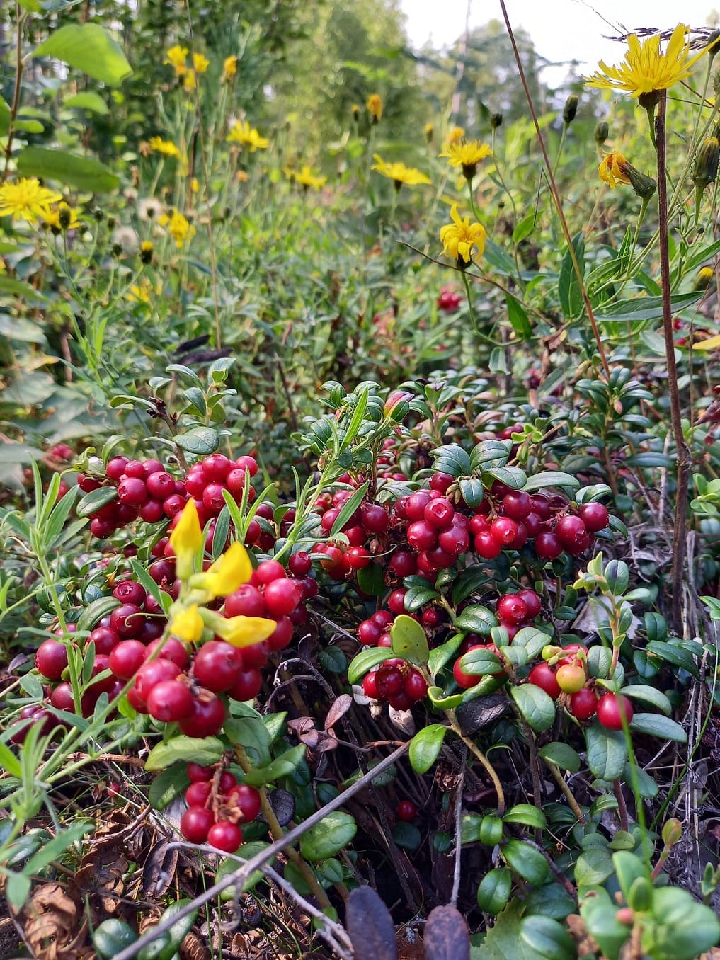 European Lingonberries