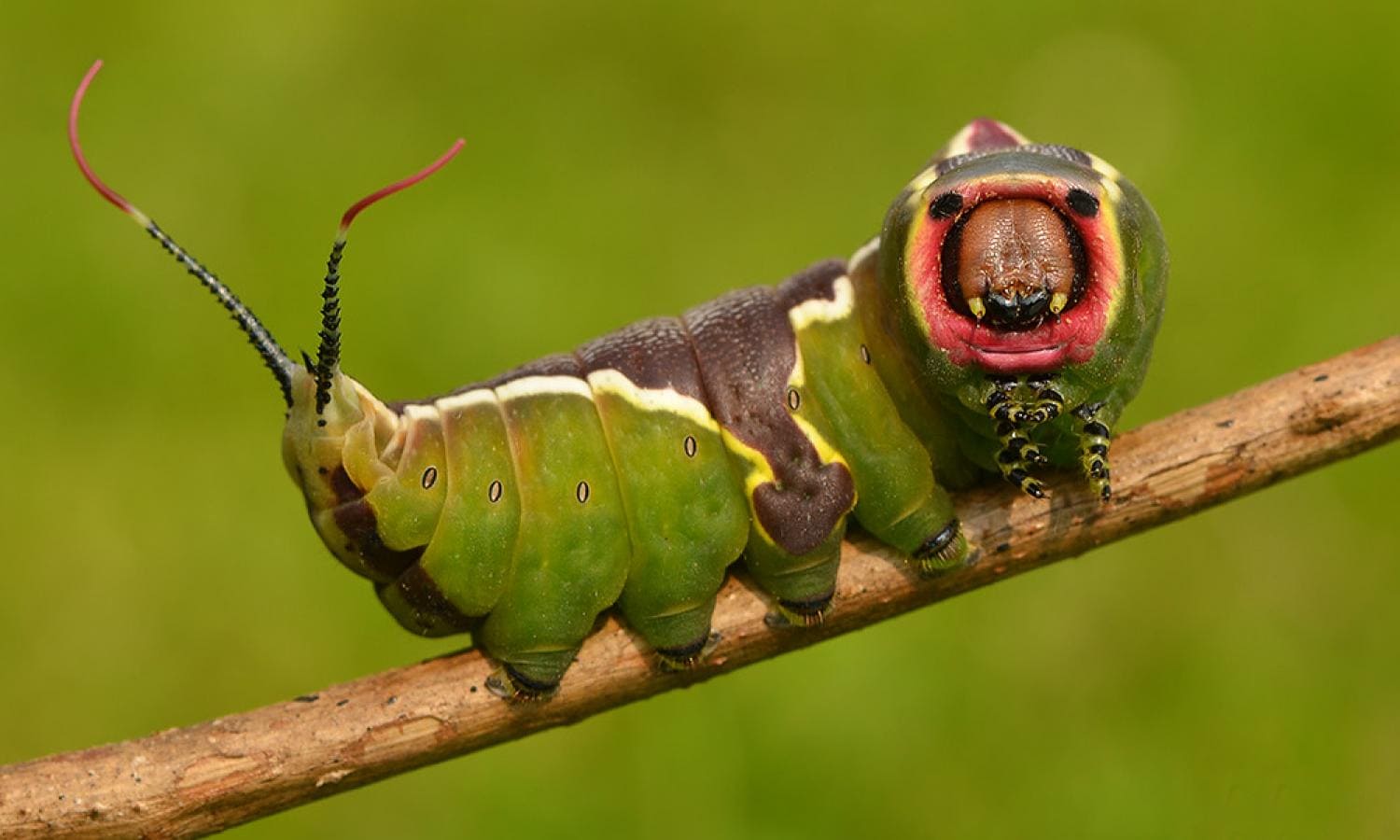 European Puss Moth Caterpillar