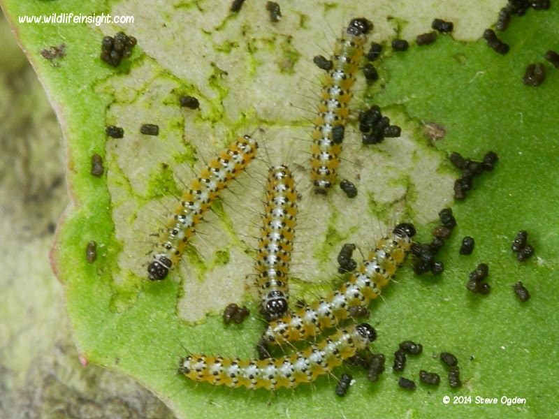 Garden Tiger Caterpillar