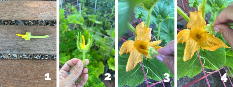 Gardeners can hand-pollinate pumpkin flowers