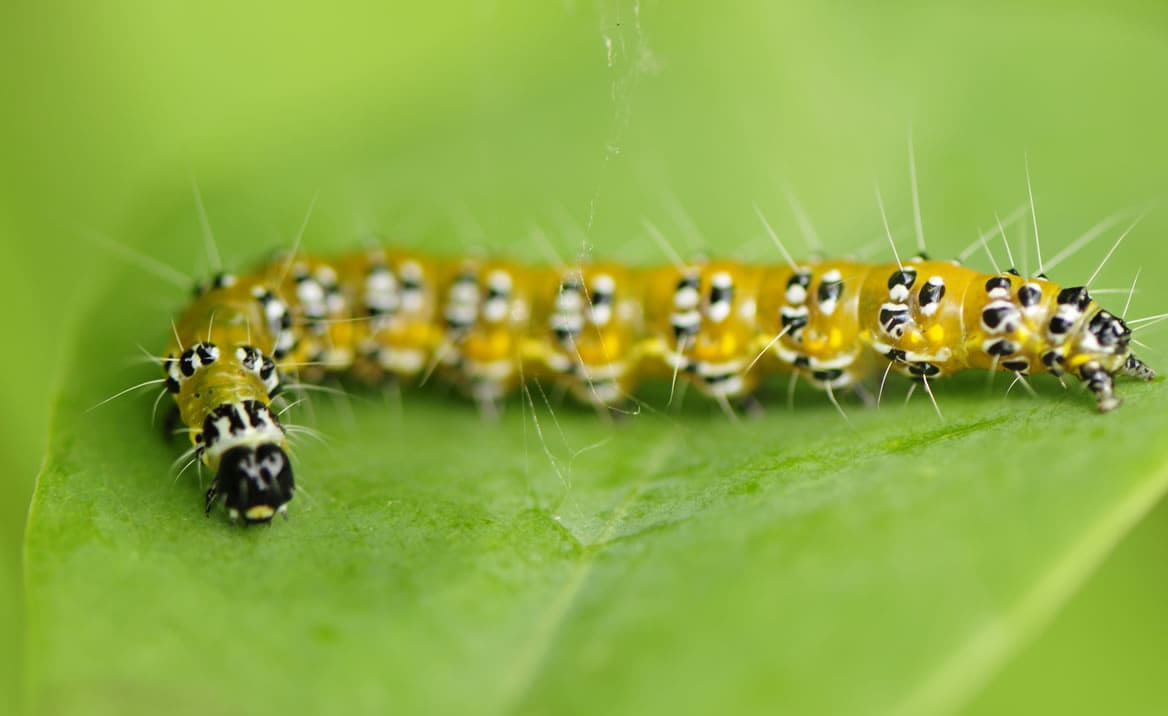 Genista Broom Moth Caterpillar
