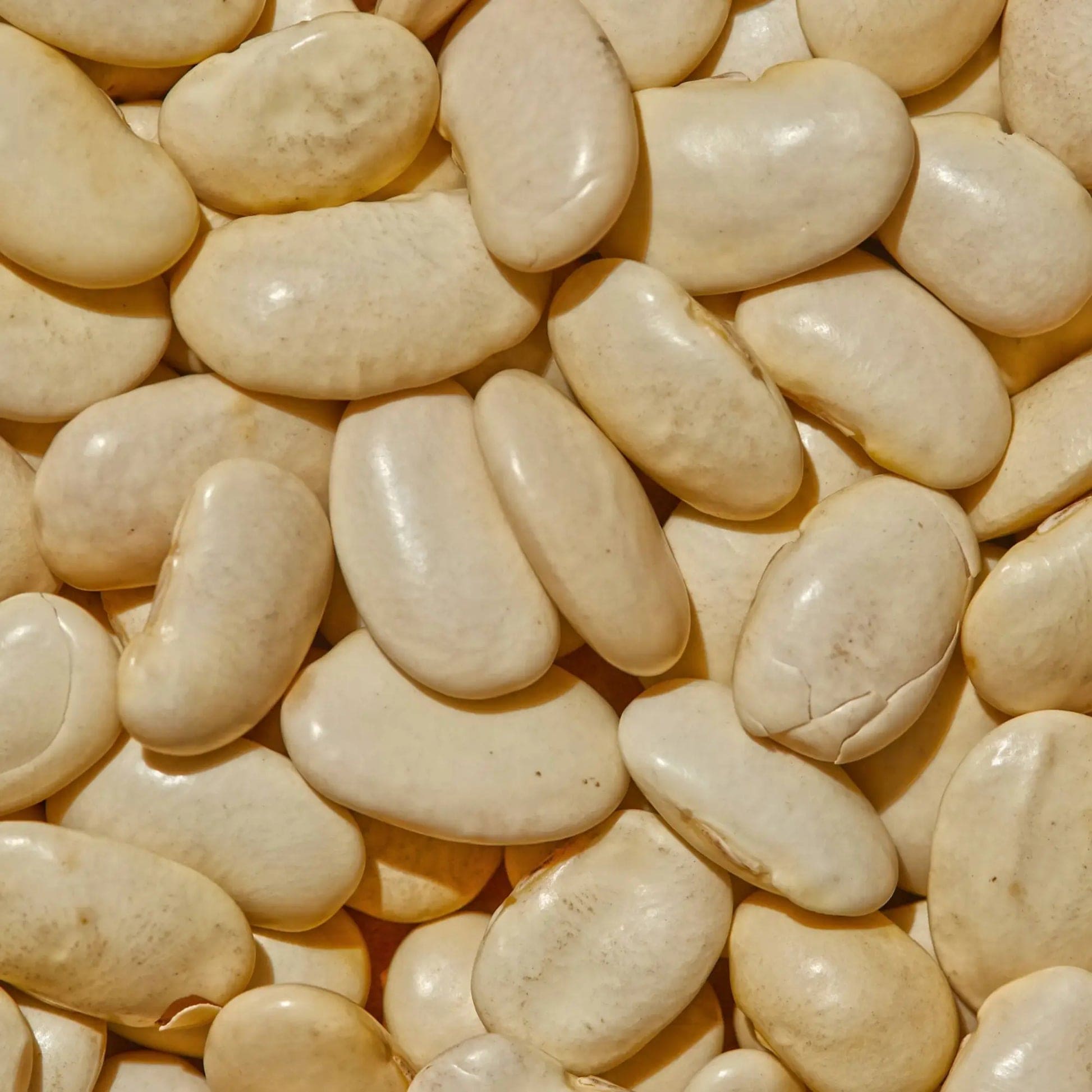 Gigante beans